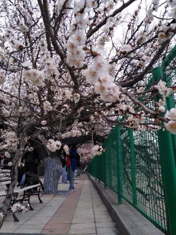 莫负春日好时光哈尔滨赏花攻略一篇搞定