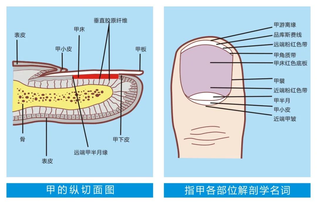 新品上市 指甲长的好 就用新甲油 株洲健仁堂生物科技有限公司 新甲连锁官网