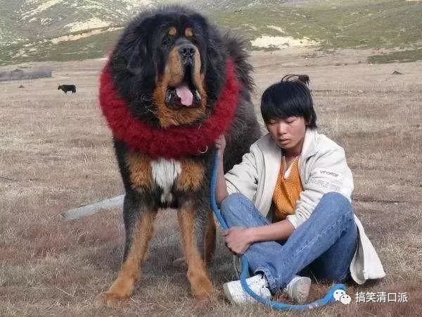 凶兽讲解 猛犬排名 最凶猛的狗 世界十大恶犬排行榜 世界第一猛犬有多厉害 搞笑清口派 微信公众号文章阅读