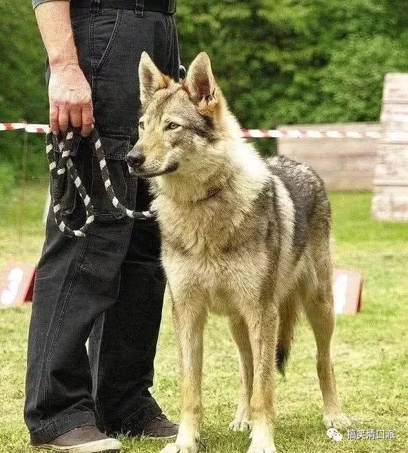 凶兽讲解 猛犬排名 全球狼性十足 野性难训的四大狼犬 最后我国新型狼犬即将亮相 搞笑清口派 微信公众号文章阅读