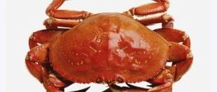 又到一年吃蟹季，痛风患者需提前掌握“吃蟹”方式！