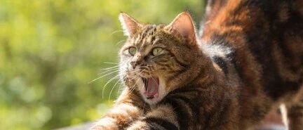 睡醒了还累？！那是你的免疫力在报警，这种情况尤其致命！千万要重视