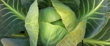 它是冬日菜王，廉价美味，养胃、防癌、抗衰老，千万别错过