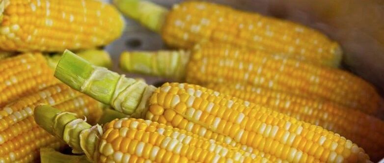 秋冬必备的“黄金主食”，强肾降血糖！老人每天都吃它，活到137！