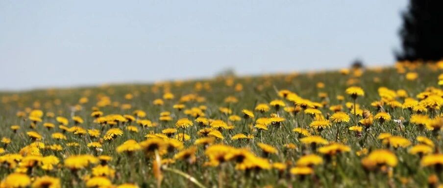 它是初春“抗炎菜”，还能保肝抗癌，3月吃最好！