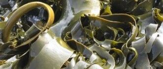 海里捞一宝，降三高、防肿瘤，老祖宗早就用上了！炖肉特别香！