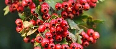 教你8招，快速缓解胃胀气