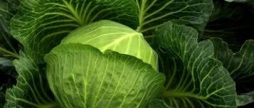 秋冬季节的廉价“菜王”，长相平凡但营养丰富！这么做最好吃