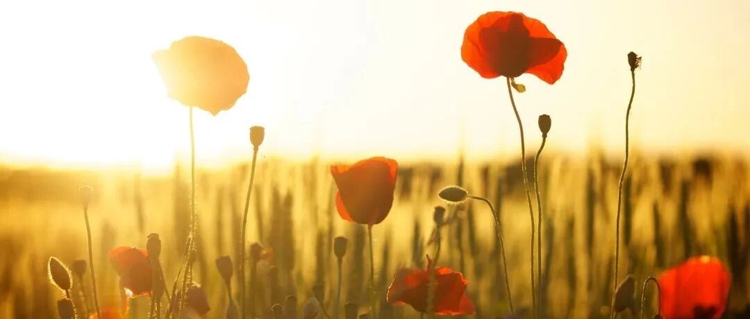 三伏防暑最重要？错！做到“三防一养”，才能除病根！