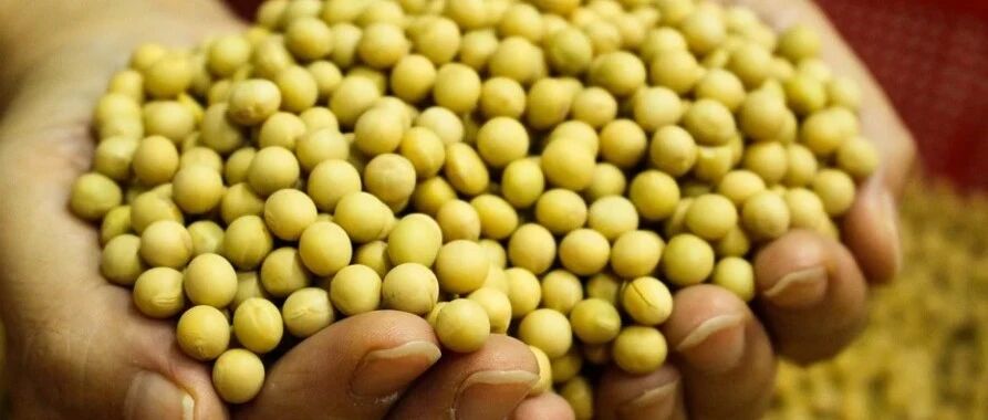 春天必须吃的菜是它！防高血压、降血脂……效果太好！