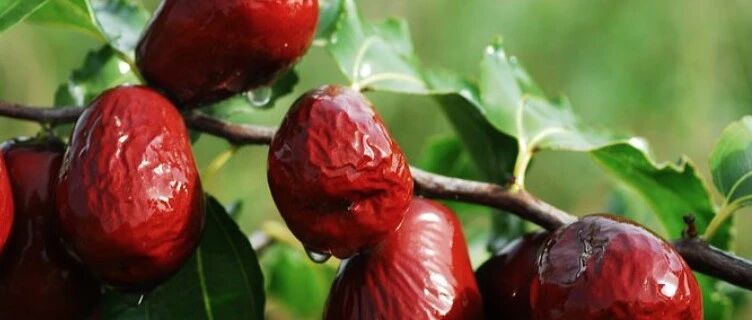 中秋吃枣，长寿不老！国医大师这么吃，功效惊人！