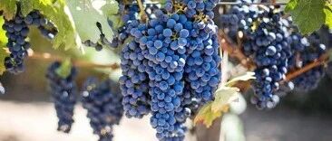 出伏后，常按头颈部，适当多吃这些食物，养肺滋阴，安稳过秋！