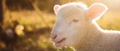 入冬后吃它，再也不怕手脚冰凉！还能养关节防冻疮，效果太好！