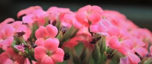 是否长寿？“脸”知道！从中医角度教您看面部！