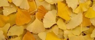 大街上的这种果子别乱捡！吃错丧命，吃对护脑！这些保命要点必须知道~