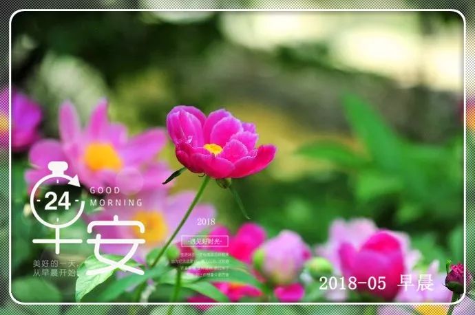 早上好问候语说说句子带鲜花早安图片鲜花问候 自由微信 Freewechat