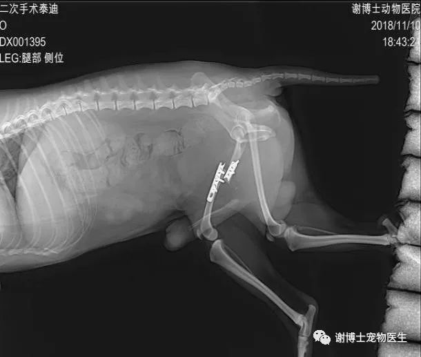 外固定支架治疗犬股骨二次骨折病例分析 谢博士宠物医生 微信公众号文章阅读 Wemp