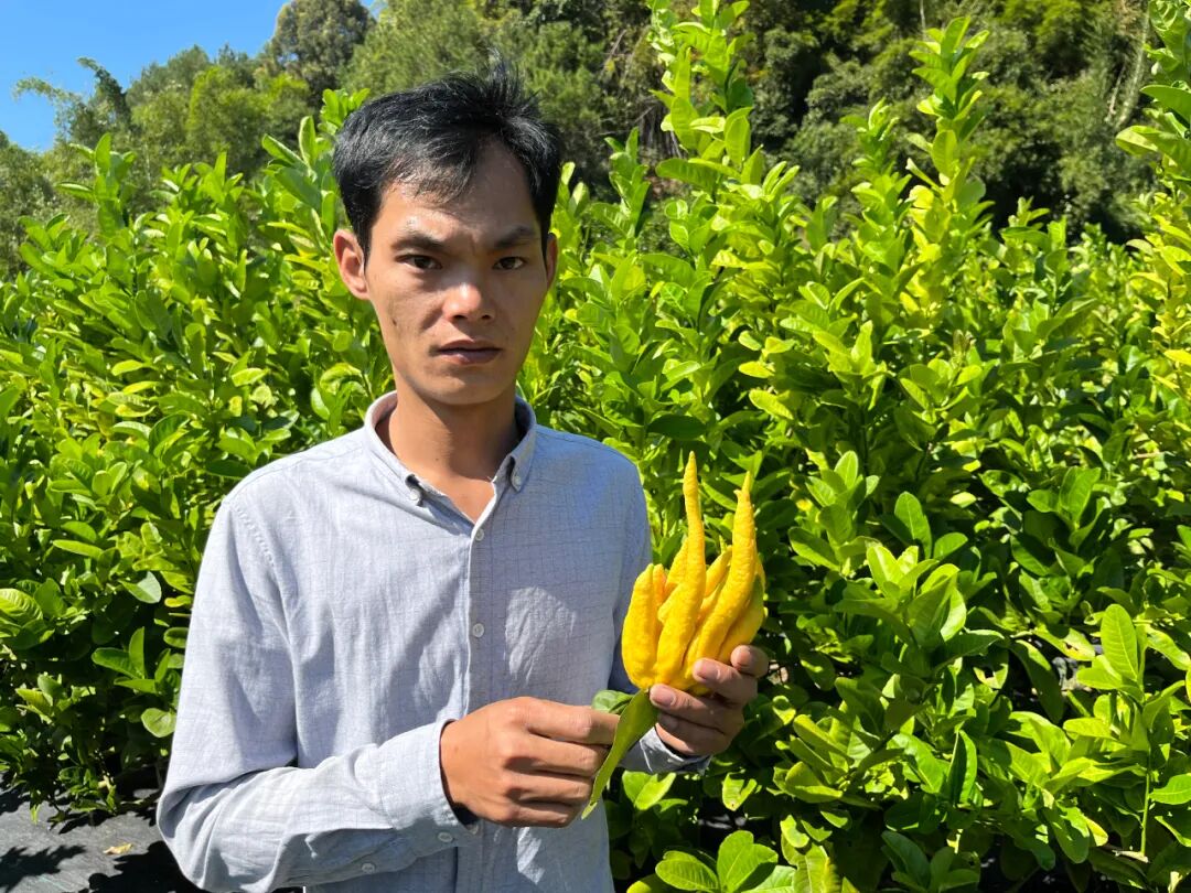中洲90后青年陈永豪种植佛手果,坚守初心勇创业--肇房网