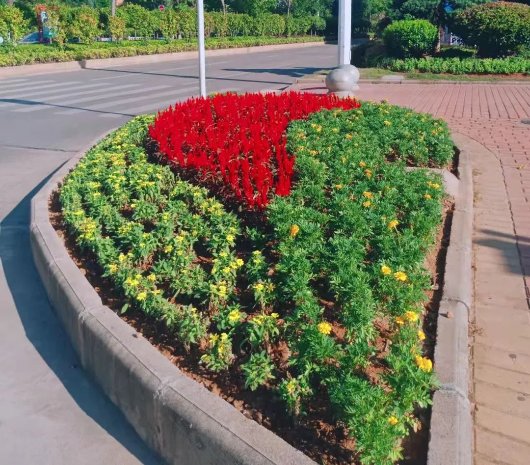 為提升城市景觀效果,營造喜慶歡樂的節日氛圍,園林所人員注重花色的