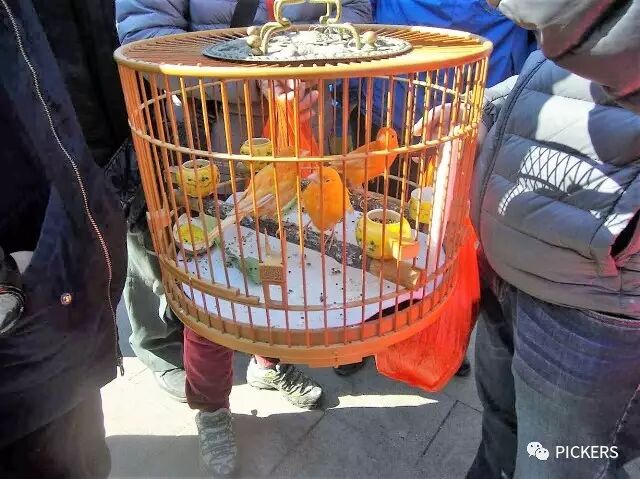 在天娇,随处可见的就是提笼遛鸟的小贩与淘客