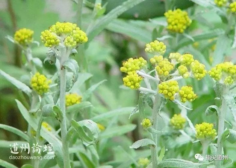 "粑粑菜 又名鼠耳草,清明菜