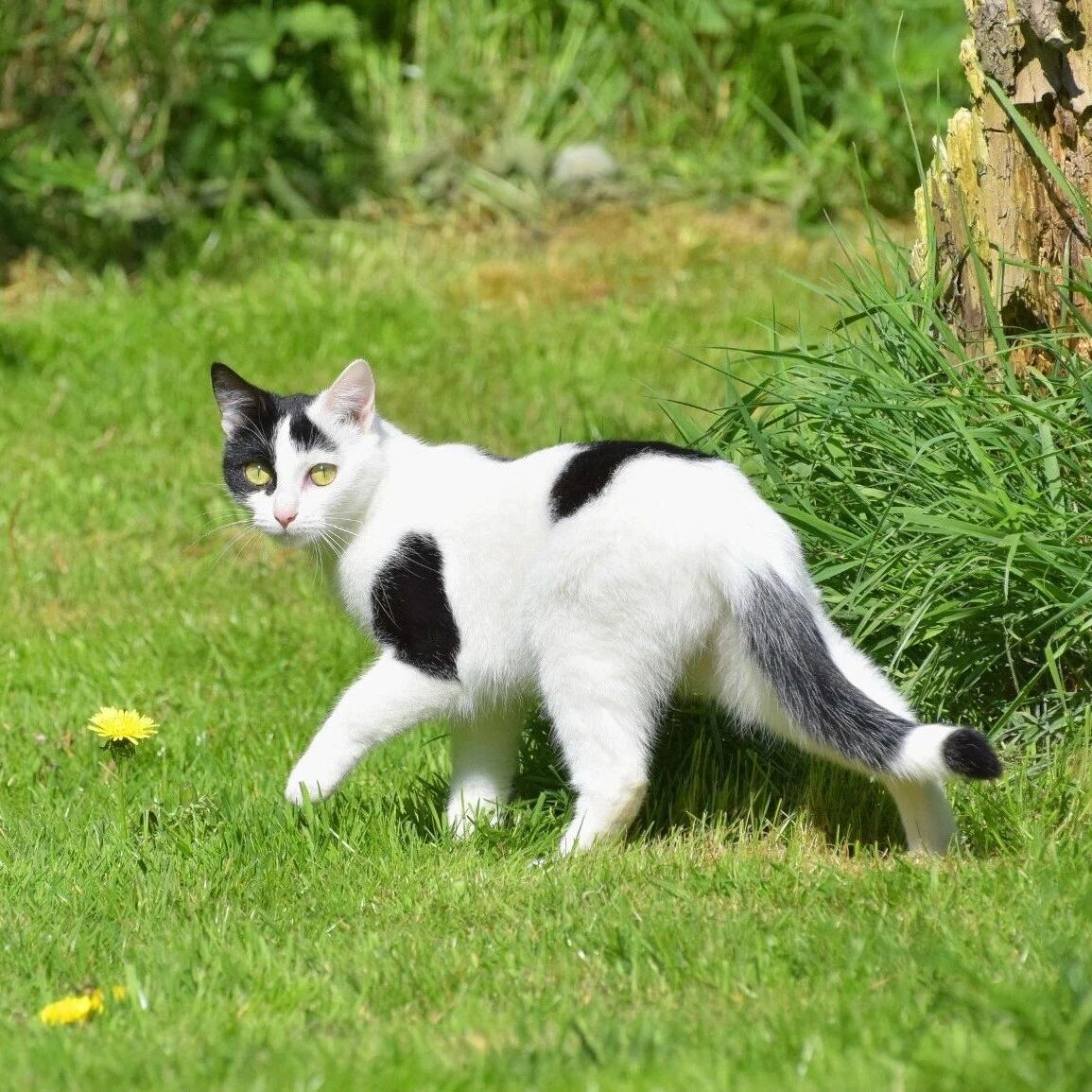 Example Image