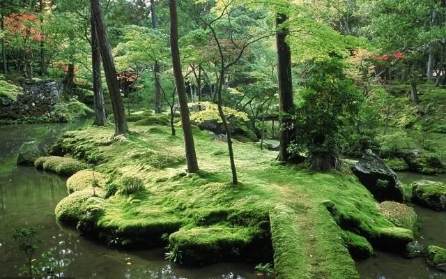 禅园秘境丨苔寺观苔 一叶盆景 微信公众号文章阅读 Wemp