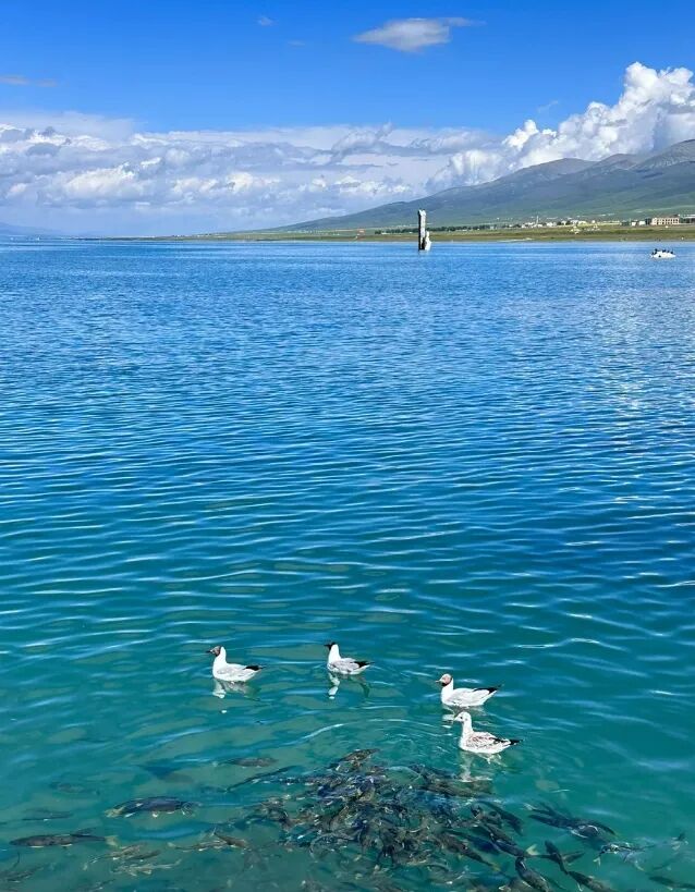 青海小众路线旅游攻略!穿藏服打卡青海湖,还能露营看日出和星空