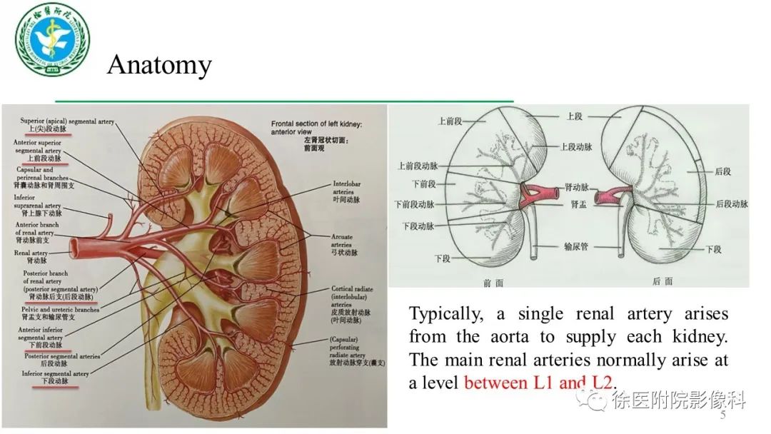 腎動脈解剖及常見病變影像表現