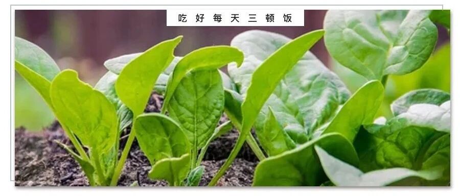 菠菜营养原来这么好！你知道焯水几秒能去除有害的草酸，并保留维C吗？