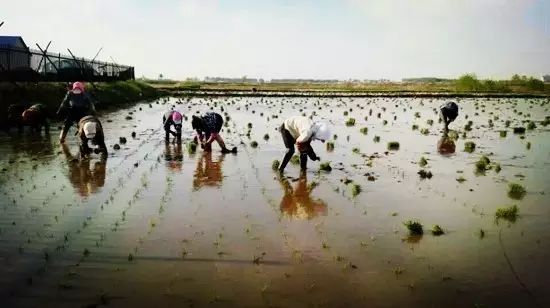 舒展舌頭,愛上吃飯的味道