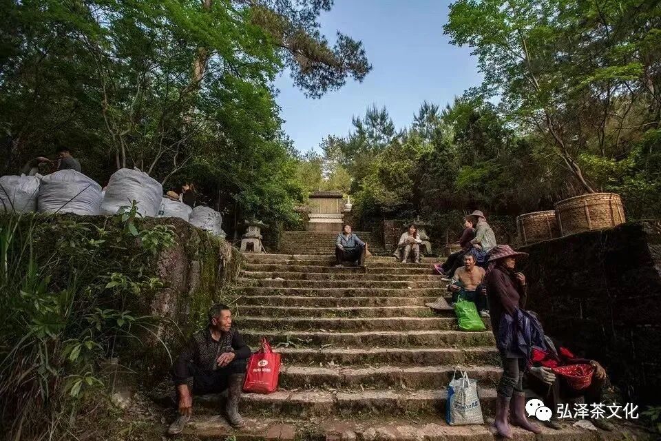 金龟水溶肥_水金龟_金龟水上浮的由来