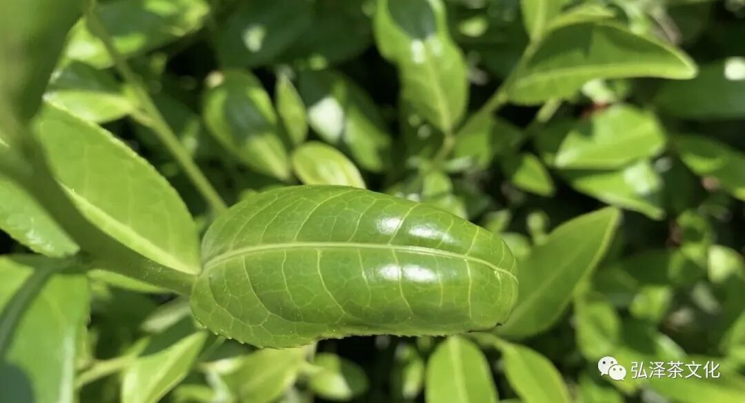 金龟水溶肥_水金龟_金龟水上浮的由来