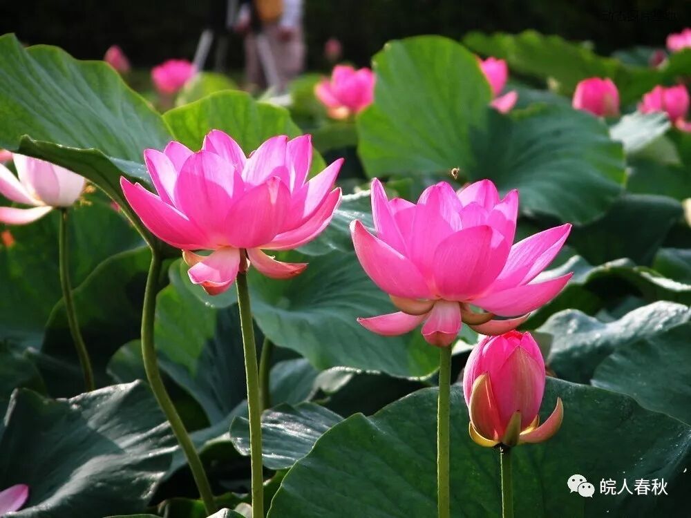 翡翠湖在哪里_翡翠湖天气_翡翠湖旅游攻略