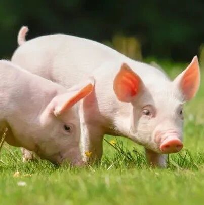 温氏股份老马失猪蹄