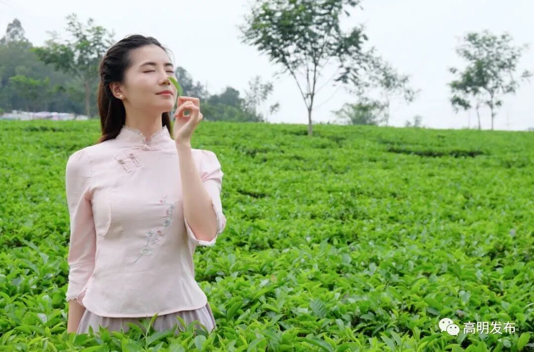 茶是故乡浓佛山藏了个清新茶场满目青翠茶树淡淡茶香弥漫