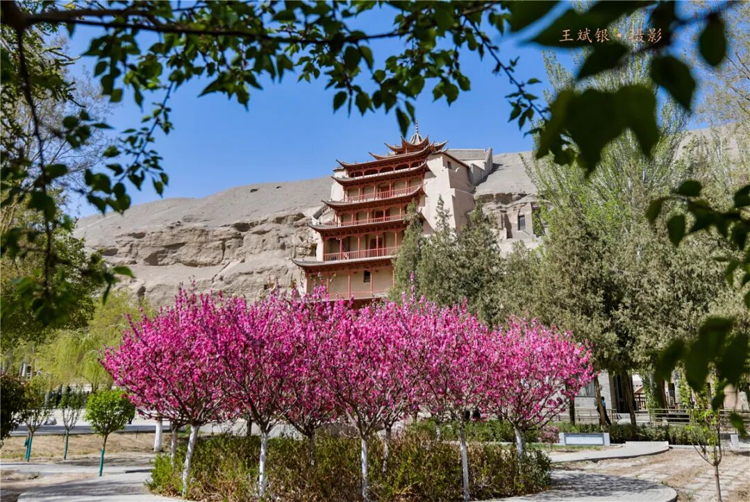 莫高窟春色