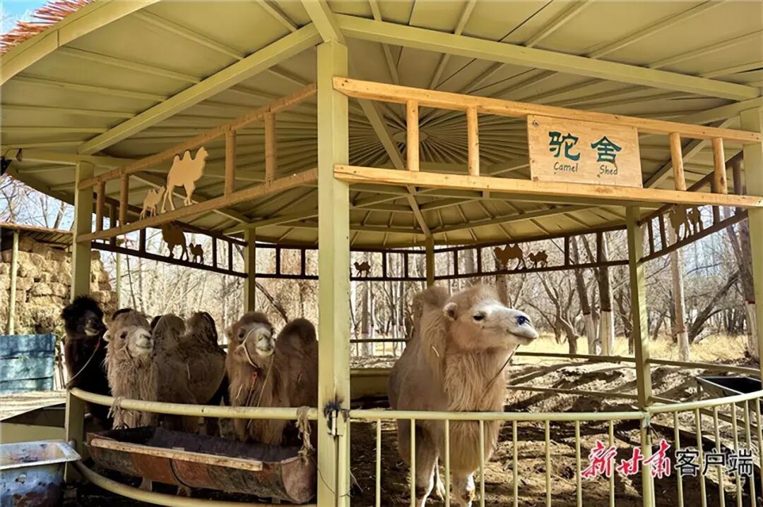 杏缘步道中段的木制驼舍