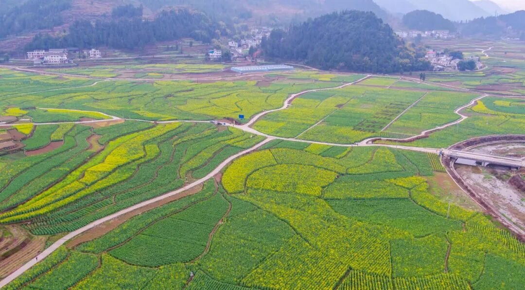 务川县黄都镇:油菜花开迎客来