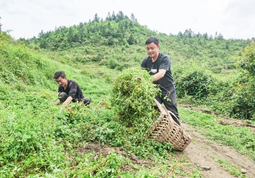 致富养牛蛙_致富养牛创业视频_养牛致富经