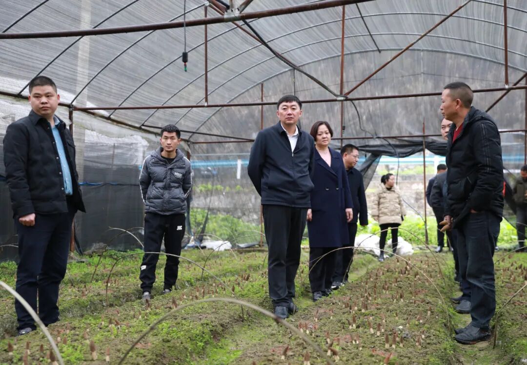 县长旺卫到砚山镇调研督导当前重点工作