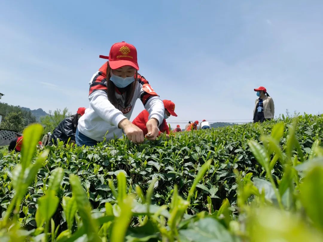 賽事規定,各選手參賽必須使用雙手採茶法,採茶標準為一芽一葉,不得有