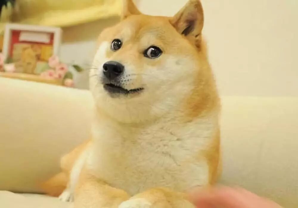 柴犬kotaro 当行走的表情包长了眉毛 Fingerwords 微信公众号文章阅读 Wemp