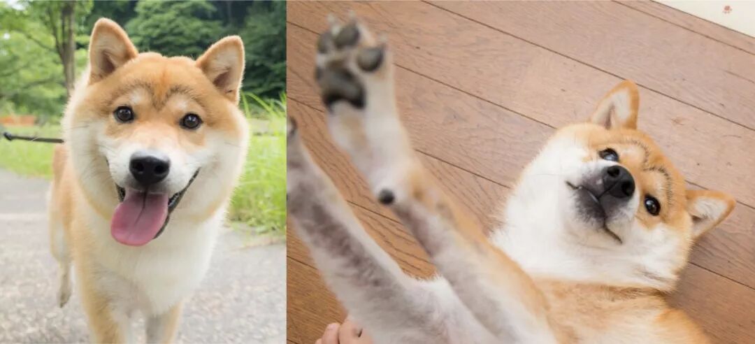 柴犬kotaro 当行走的表情包长了眉毛 Fingerwords 微信公众号文章阅读 Wemp