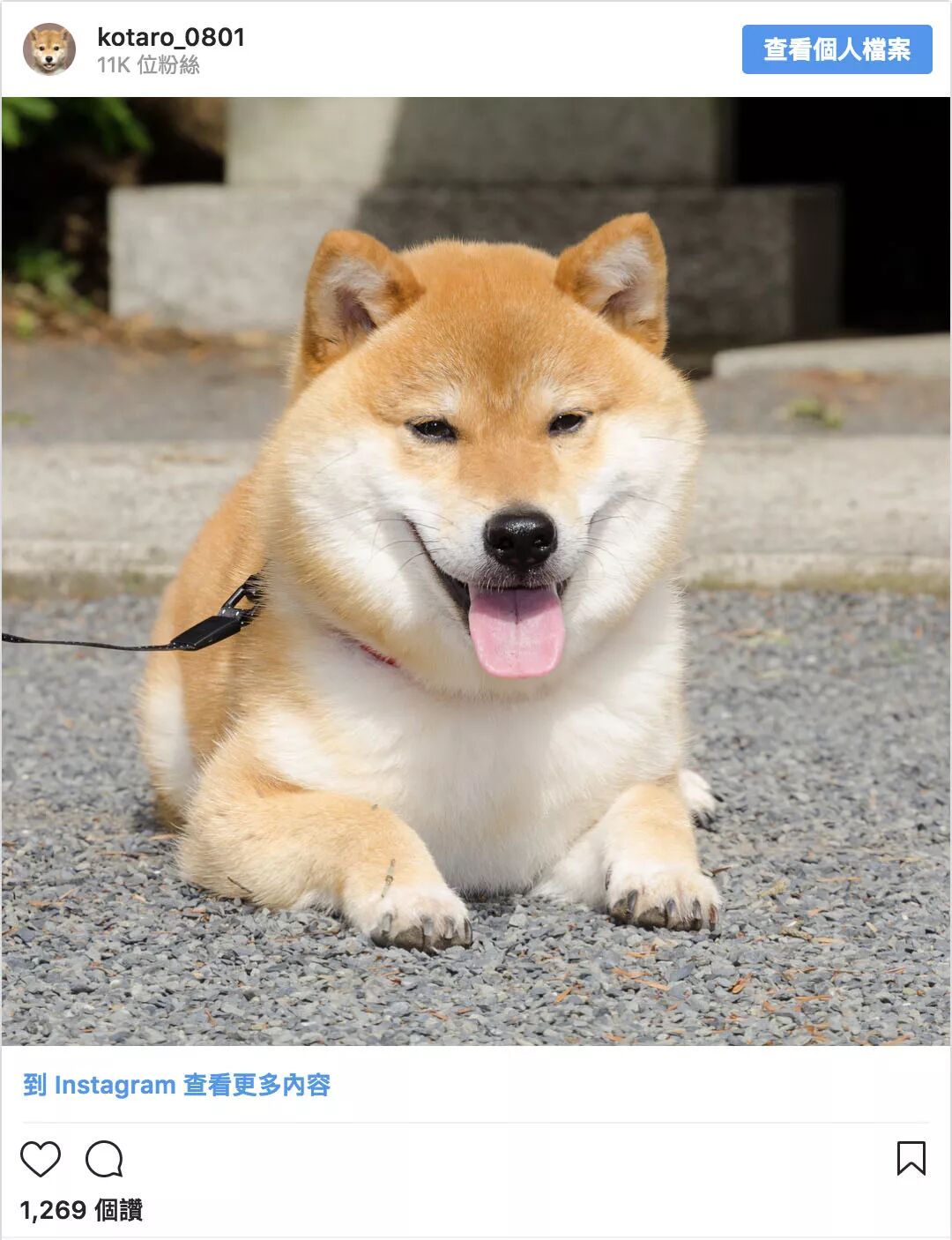 柴犬kotaro 当行走的表情包长了眉毛 Fingerwords 微信公众号文章阅读 Wemp