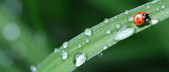 【阅读】夏雨