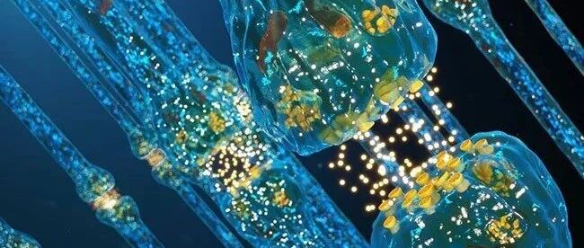 运动改变大脑化学物质以保护老化的突触