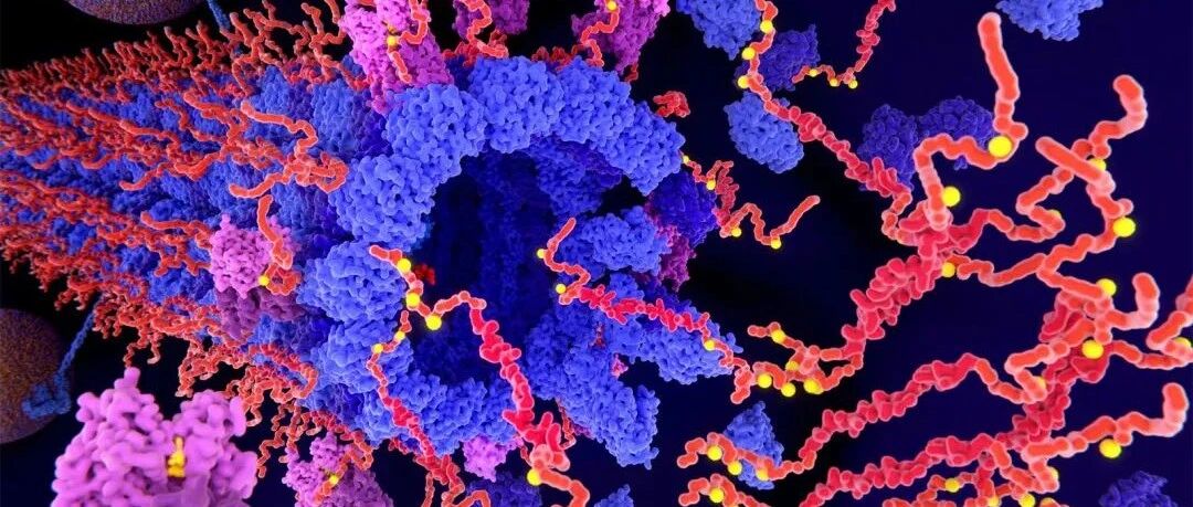 Tau和PQBP1：蛋白质相互作用诱导大脑中的炎症