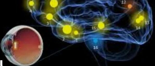 白内障手术与降低失智风险有关