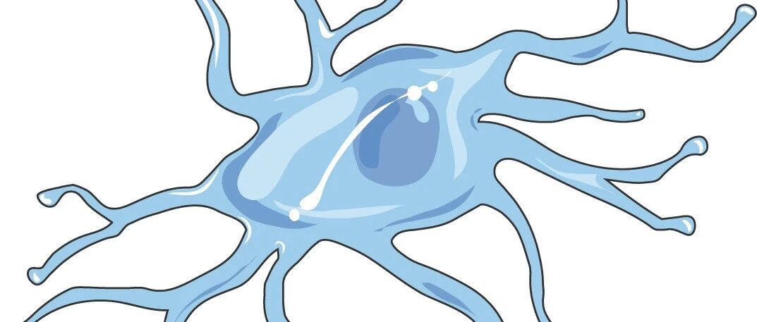 人类小胶质细胞图谱能否指导脑部疾病的研究？